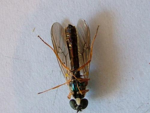 Sargus bipunctatus